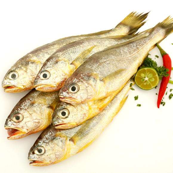 小黃魚