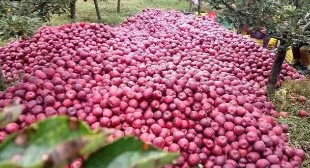 花牛蘋果
