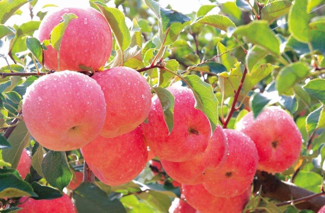 沂源蘋果