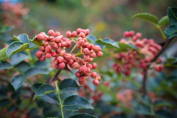“華州花椒”成功注冊(cè)國(guó)家地理標(biāo)志證明商標(biāo)