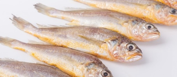 “舟山小黃魚”獲批國家地理標(biāo)志證明商標(biāo)
