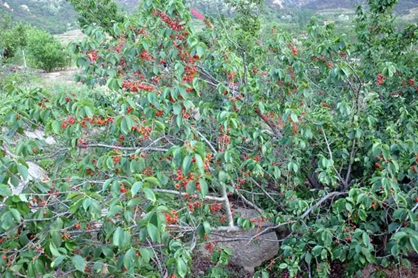 “垛疃櫻桃”成功注冊(cè)為地理標(biāo)志商標(biāo)