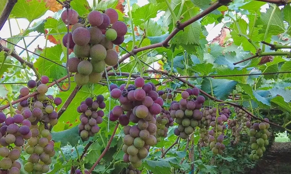 “隨縣葡萄”成功注冊(cè)國(guó)家地理標(biāo)志證明商標(biāo)
